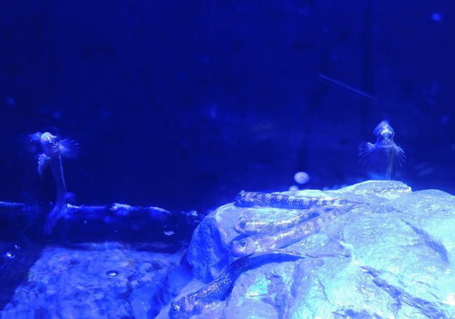 水槽のイヌザメ/沼津港深海水族館 シーラカンス・ミュージアム(静岡県/沼津市)