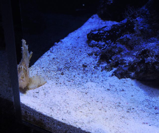 ハダカハオコゼ/沼津港深海水族館 シーラカンス・ミュージアム(静岡県/沼津市)