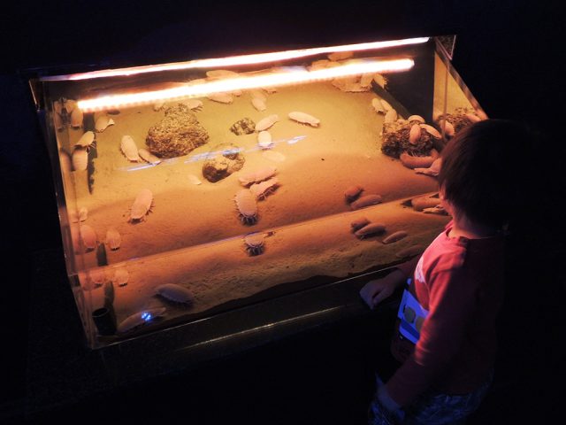 オオグソクムシをみる子ども/沼津港深海水族館 シーラカンス・ミュージアム(静岡県/沼津市)