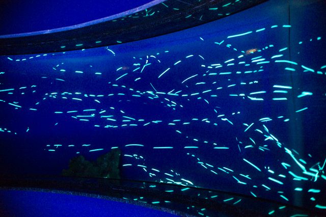 ヒカリキンメダイの群れ/沼津港深海水族館 シーラカンス・ミュージアム(静岡県/沼津市)