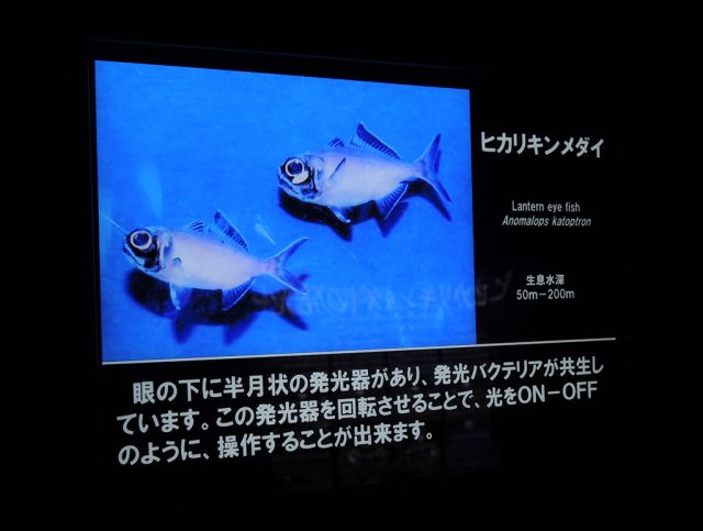 ヒカリキンメダイ/沼津港深海水族館 シーラカンス・ミュージアム(静岡県/沼津市)