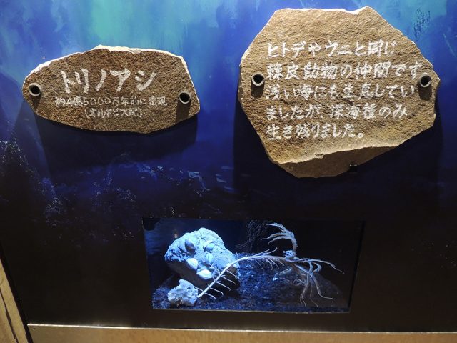 トリノアシ/沼津港深海水族館 シーラカンス・ミュージアム(静岡県/沼津市)