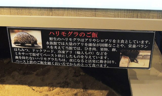 ハリモグラのご飯の説明/沼津港深海水族館 シーラカンス・ミュージアム(静岡県/沼津市)