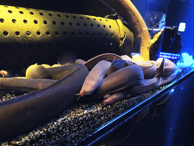 ヌタウナギ/沼津港深海水族館 シーラカンス・ミュージアム(静岡県/沼津市)