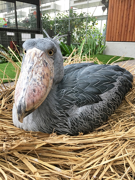 ハシビロコウの「ふたば」/掛川花鳥園(静岡県/掛川市)