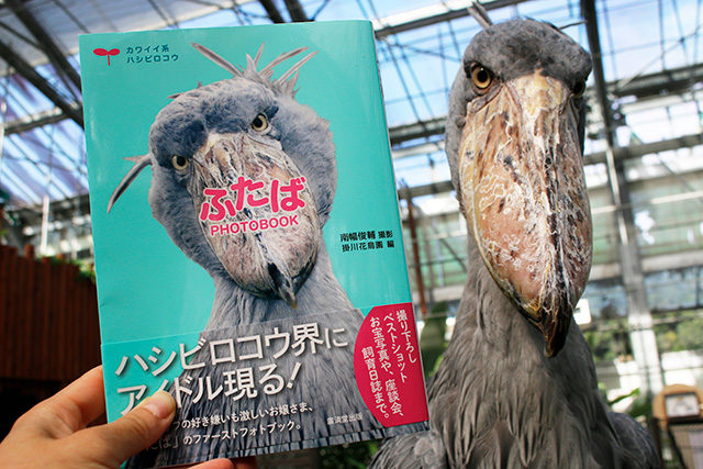 ハシビロコウの「ふたば」/掛川花鳥園(静岡県/掛川市)