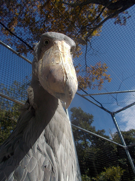ハシビロコウの「フドウ」/松江フォーゲルパーク(島根県)