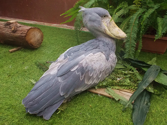 ハシビロコウの「フドウ」/松江フォーゲルパーク(島根県)