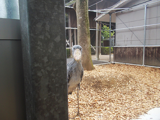 ハシビロコウの「フドウ」/松江フォーゲルパーク(島根県)