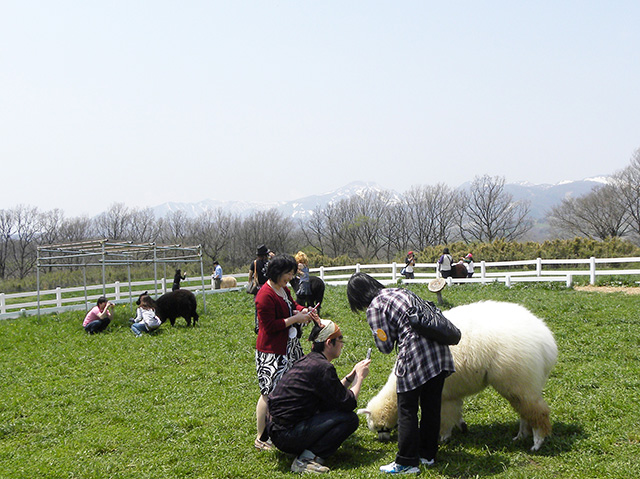 アルパカとお散歩//那須アルパカ牧場(栃木県)