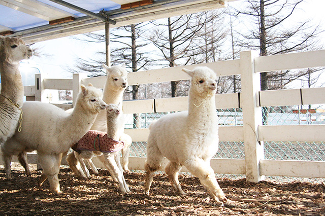 アルパカの子ども達//那須アルパカ牧場(栃木県)
