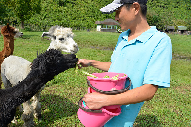 アルパカにエサやり体験/ダチョウ王国 袖ケ浦ファーム(千葉県/袖ケ浦市)