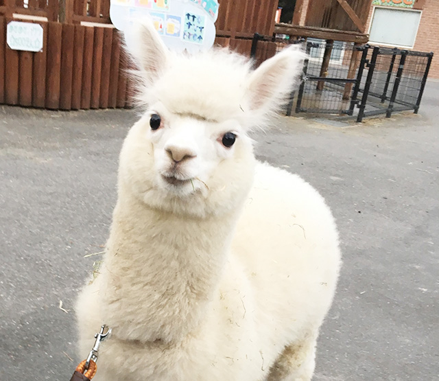 アルパカの”ましろ”ちゃん/東武動物公園(埼玉県/宮代町)