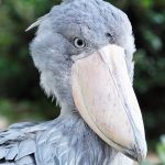 ハシビロコウに会える動物園は7つ！全国13羽の名前や性格は？なぜ動かない？