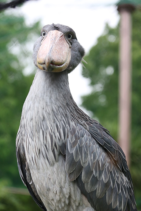 ハシビロコウの「サーナ」/東京都恩賜上野動物園(台東区)