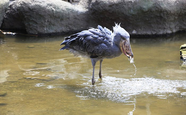 ハシビロコウの「マリンバ」/神戸どうぶつ王国(兵庫県)