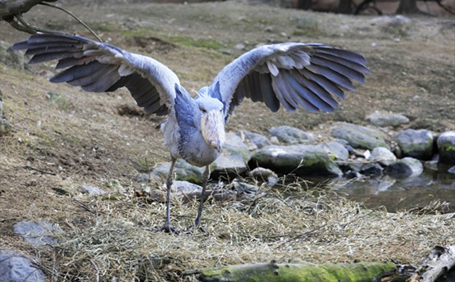 ハシビロコウの「ボンゴ」/神戸どうぶつ王国(兵庫県)