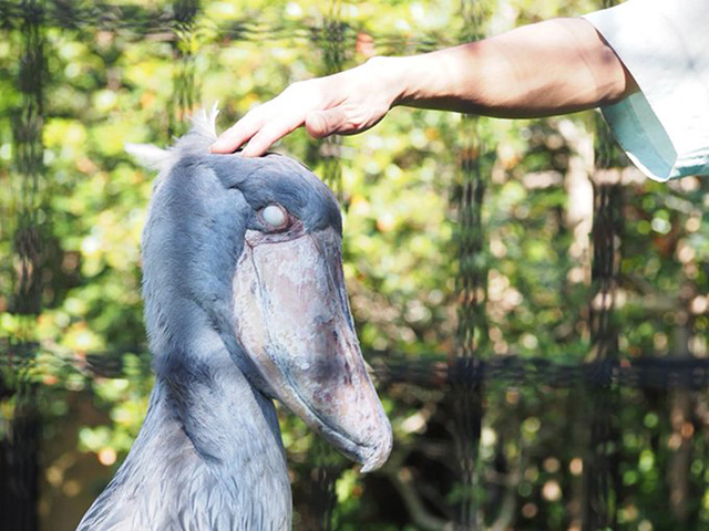 ハシビロコウの「しずか」/千葉市動物公園(千葉県)