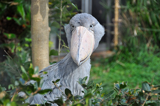 ハシビロコウの「サーナ」/東京都恩賜上野動物園(台東区)