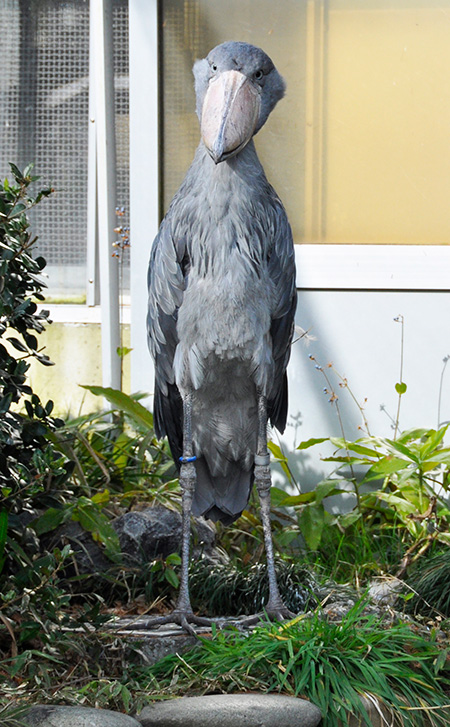 ハシビロコウの「サーナ」/東京都恩賜上野動物園(台東区)