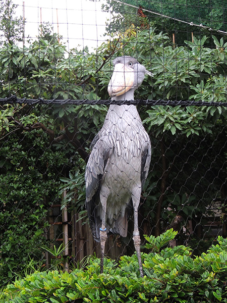 ハシビロコウの「サーナ」/東京都恩賜上野動物園(台東区)