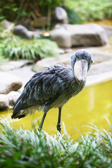 ハシビロコウの「アサンテ」/東京都恩賜上野動物園(台東区)