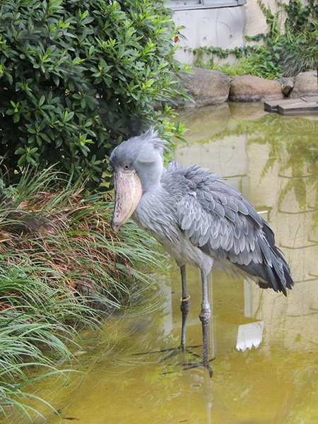 ハシビロコウの「アサンテ」/東京都恩賜上野動物園(台東区)