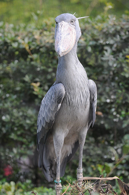 ハシビロコウの「ミリー」/東京都恩賜上野動物園(台東区)