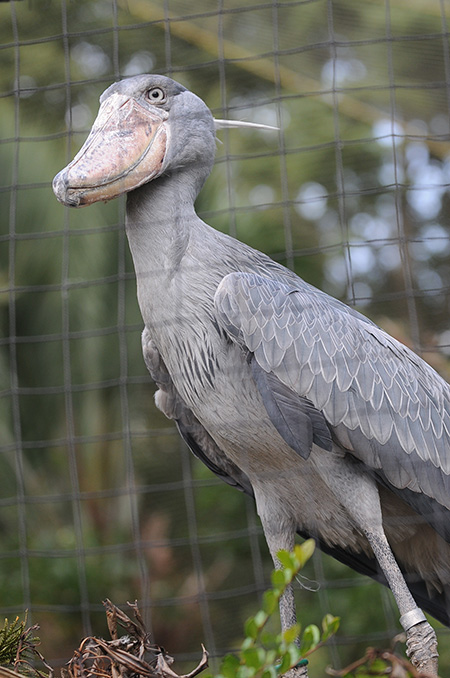 ハシビロコウの「ミリー」/東京都恩賜上野動物園(台東区)