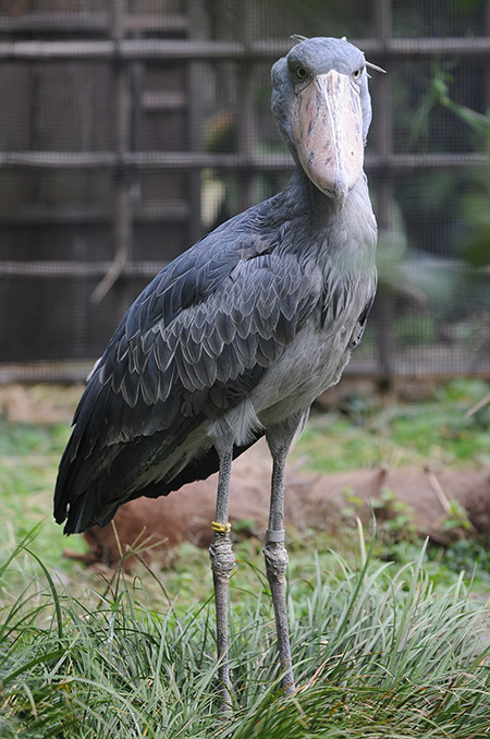 ハシビロコウの「ハトゥーウェ」/東京都恩賜上野動物園(台東区)