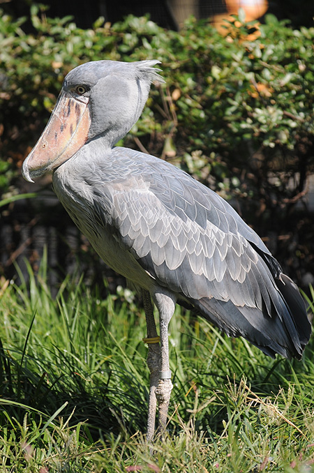 ハシビロコウの「ハトゥーウェ」/東京都恩賜上野動物園(台東区)