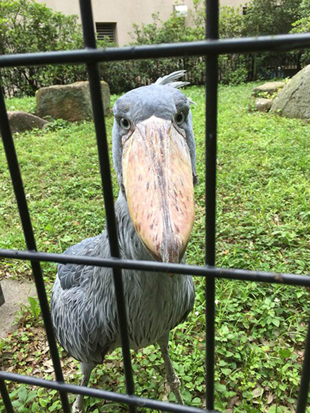 ハシビロコウの「しずか」/千葉市動物公園(千葉県)