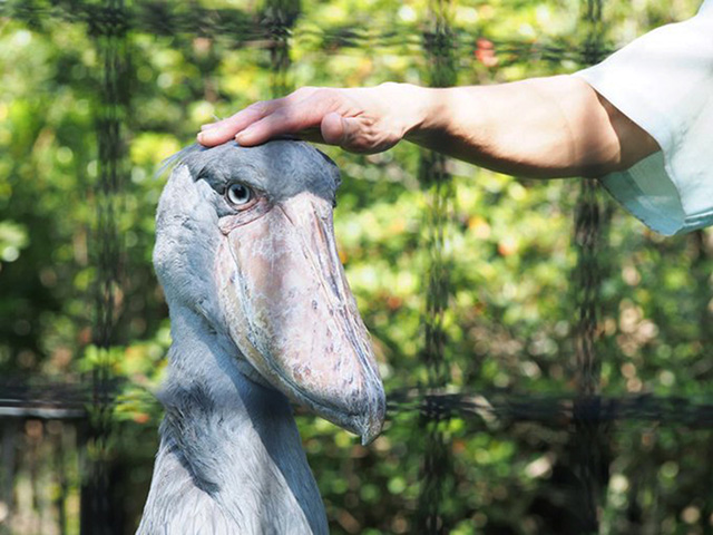 ハシビロコウの「しずか」/千葉市動物公園(千葉県)
