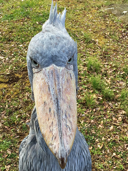 ハシビロコウの「じっと」/千葉市動物公園(千葉県)
