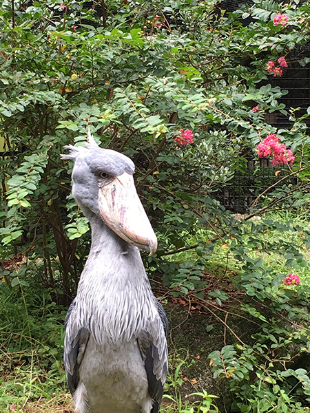 ハシビロコウの「じっと」/千葉市動物公園(千葉県)