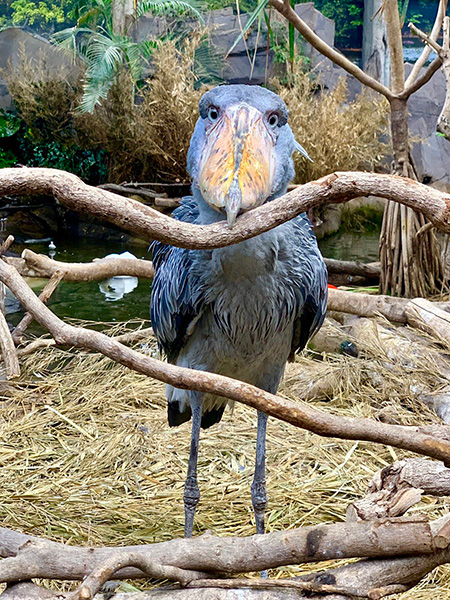 ハシビロコウの「カシシ」/那須どうぶつ王国(栃木県)