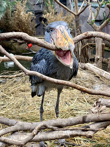 ハシビロコウの「カシシ」/那須どうぶつ王国(栃木県)