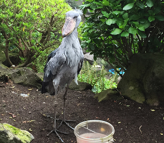 ハシビロコウの「ビル」/伊豆シャボテン動物公園(静岡県/伊東市)