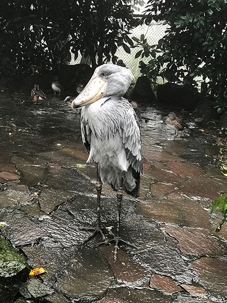 ハシビロコウの「ビル」/伊豆シャボテン動物公園(静岡県/伊東市)