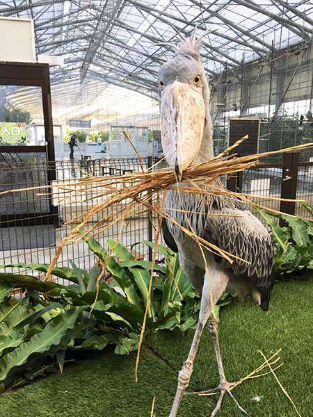 ハシビロコウの「ふたば」/掛川花鳥園(静岡県/掛川市)
