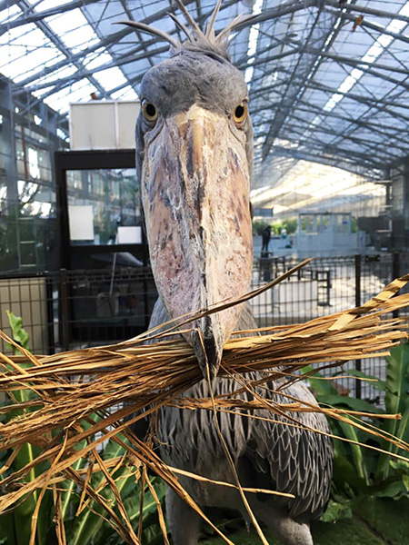 ハシビロコウの「ふたば」/掛川花鳥園(静岡県/掛川市)
