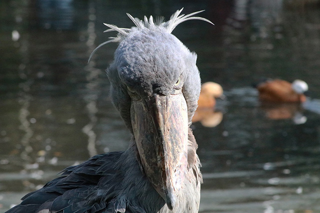 ハシビロコウの「マリンバ」/神戸どうぶつ王国(兵庫県)