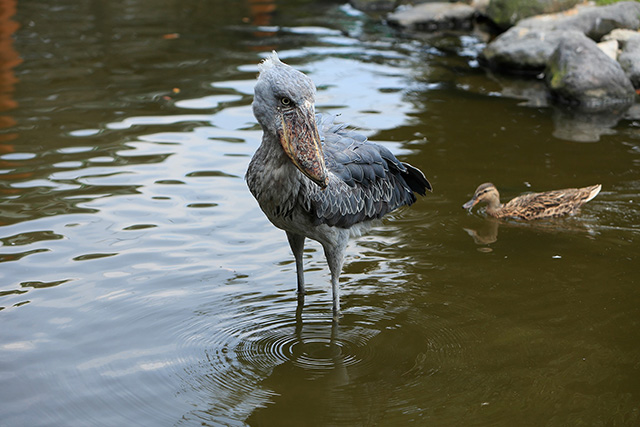 ハシビロコウの「マリンバ」/神戸どうぶつ王国(兵庫県)