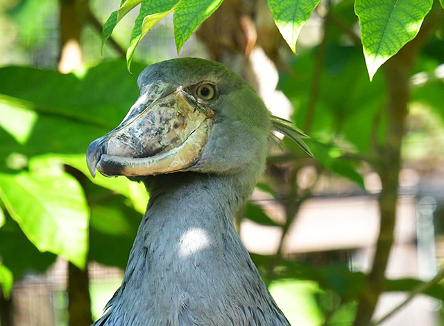 ハシビロコウの「はるる」/高知県立のいち動物公園(香南市)