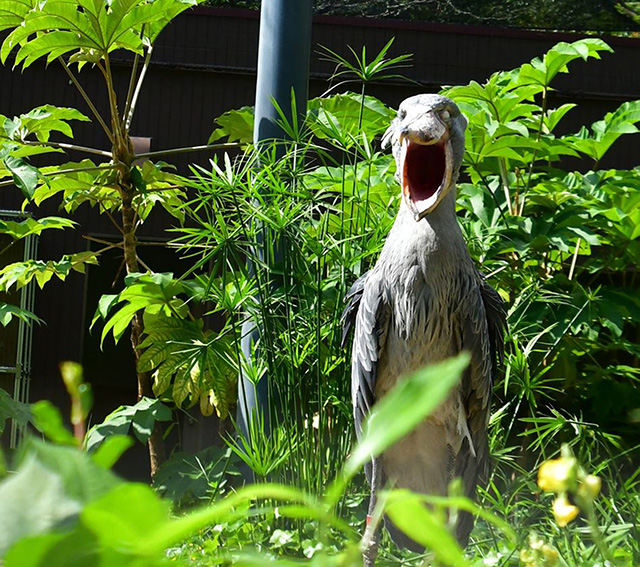 ハシビロコウの「はるる」/高知県立のいち動物公園(香南市)