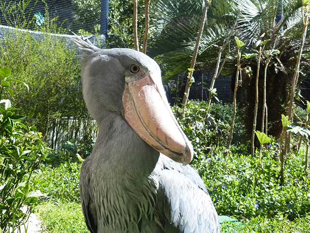 ハシビロコウの「ささ」/高知県立のいち動物公園(香南市)