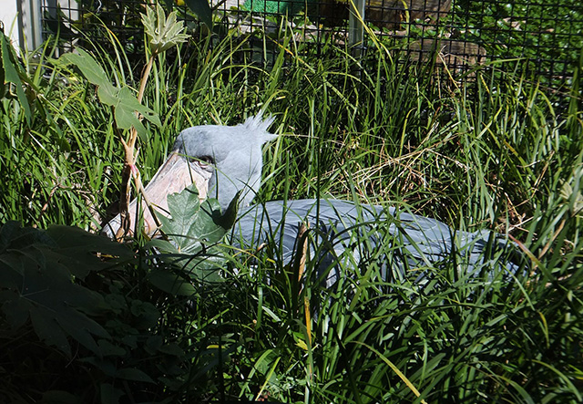 ハシビロコウの「ささ」/高知県立のいち動物公園(香南市)