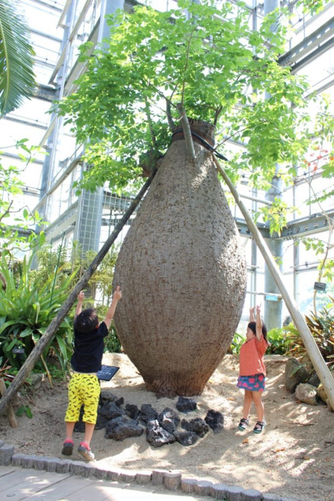 展示の巨大な「パロボラッチョ」/咲くやこの花館(大阪府/大阪市)