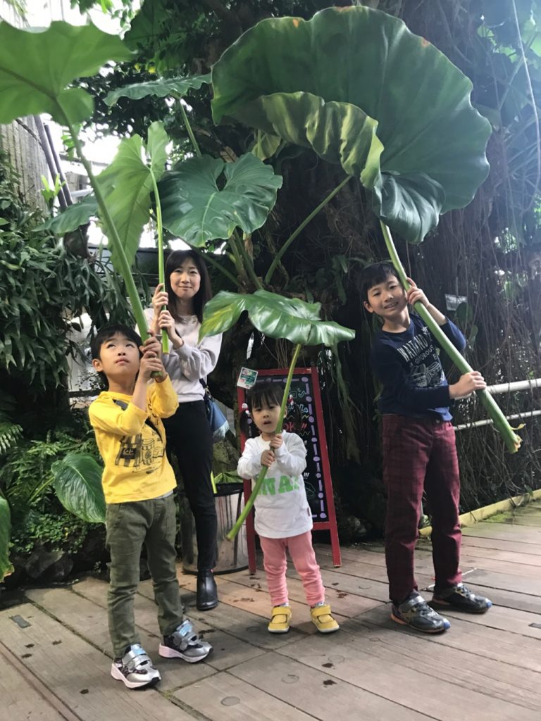 「熱帯雨林植物室」/咲くやこの花館(大阪府/大阪市)