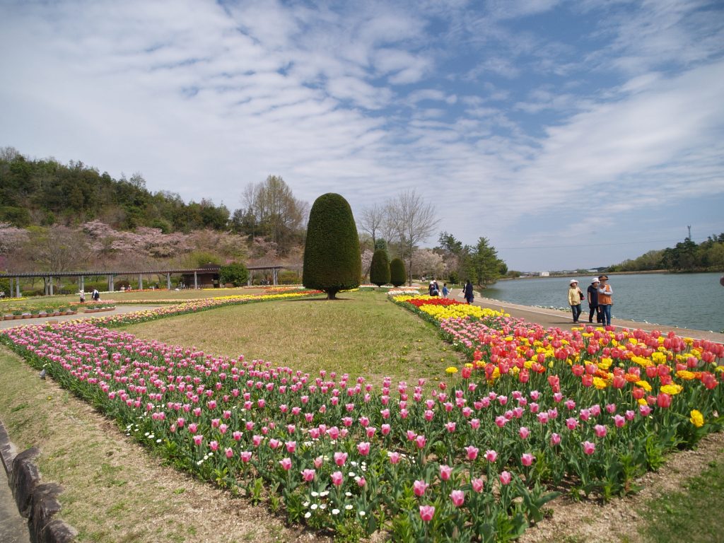 四季の花壇(チューリップまつり)/兵庫県立フラワーセンター(兵庫県/加西市)